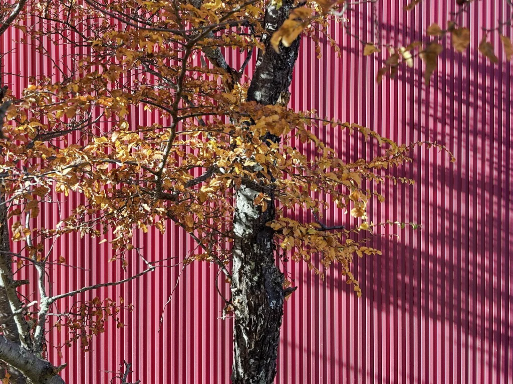 El revestimiento rojo y la vegetación junto a la casa.